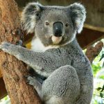 Profile picture of koala